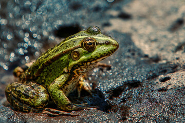 frog on a wet stone