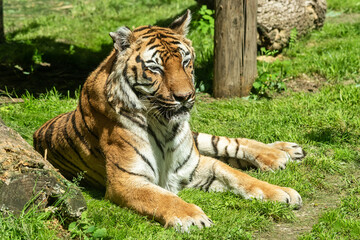 Caged tiger at the zoo.