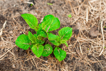 The leaves of a sprouted young potato can be seen from the ground
