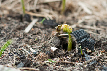 The process of punching a bean sprout from under the ground