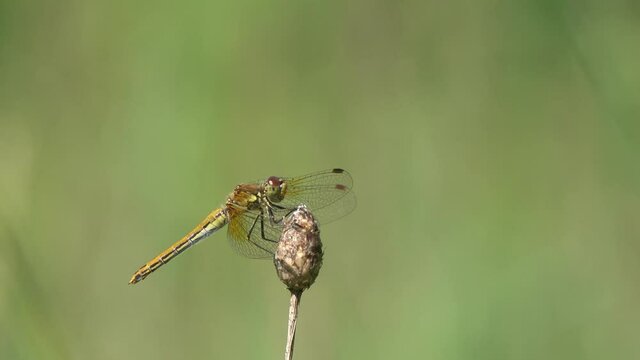 Dragonfly sits on dry branch and waits for prey