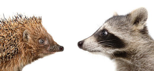 Portrait of a hedgehog and raccoon, closeup, side view, isolated on a white background © sonsedskaya