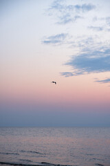 Fototapeta na wymiar Lonely seagull flying over open sea at sunset with blue clouds and light blue to orange to purple gradient in the skies