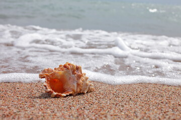 Obraz na płótnie Canvas Sea shells on the beach. Sandy beach with waves. Summer vacation concept. Holidays by the sea