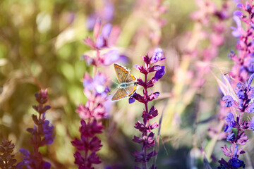 Beautiful Adonis blue butterfly on flower in field, closeup