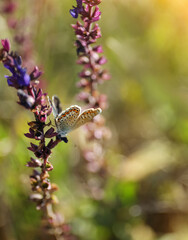 Beautiful Adonis blue butterfly on flower in field, closeup