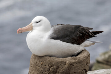 Black browed Albatross brooding