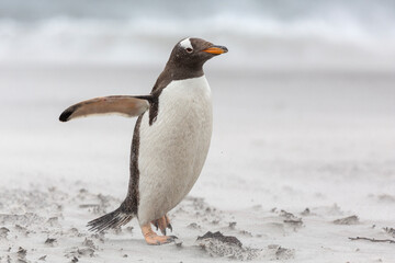 Fototapeta na wymiar Gentoo Penguin in sandstorm
