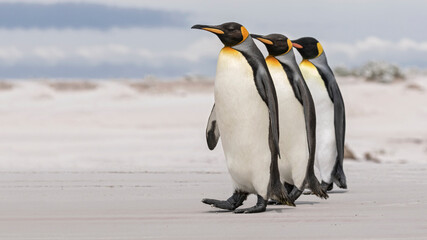 King Penguin courtship - We three Kings