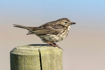 Meadow Pipit with insect catch