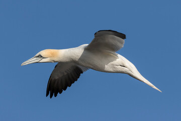 Adult Northern Gannet in flight
