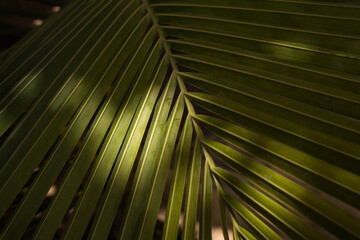 Palm tree fronds with shadow background