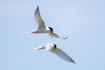 Little Tern flying