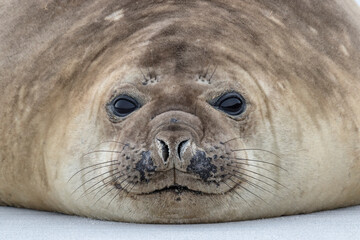 Southern Elephant Seal