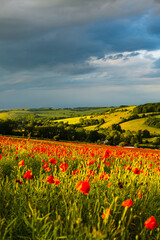 Poppies near Dorchester in June