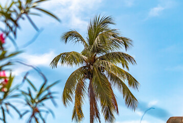 Fototapeta na wymiar Coconut trees against blue sky.