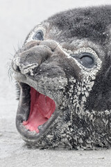 Southern Elephant Seal aggressive  pup