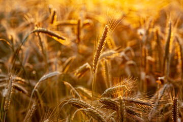 Close-up of rye grain heads in an orange light.