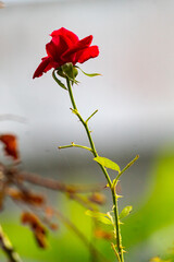 A beautiful rose with thrones.