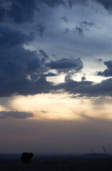 Silhouette of African elephants and dramatic clouds during sunset at Masai Mara