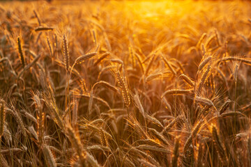 Close-up of rye grain heads with the setting sun brightening the top third of the photograph.