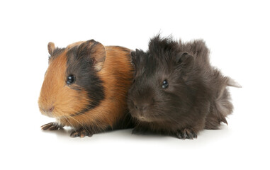 Cute funny guinea pigs on white background