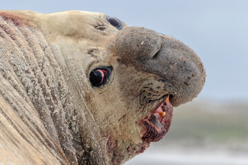 Southern Elephant Seal adult male portrait
