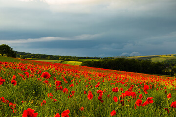 Poppies near Dorchester in June