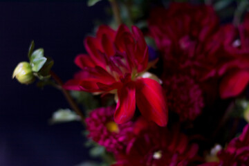Chrysanthemum Bouquet Black Background