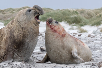 Southern Elephant Seal fighting