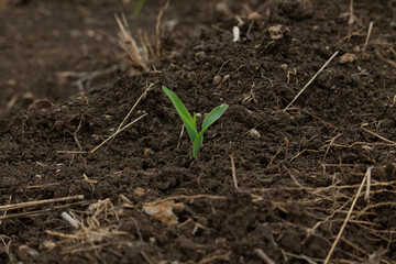 corn new life in a farm
