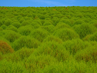 Obraz premium green kokia flower