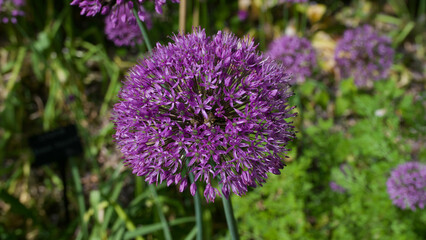 Beautiful purple allium flower head in garden with flowerbed in background