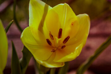 Fototapeta premium yellow tulip in bloom