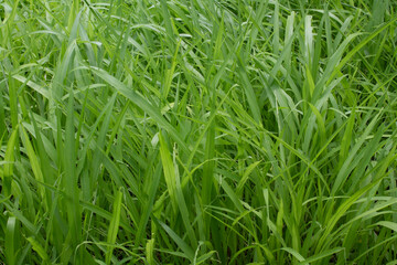 Green grass create beautiful background