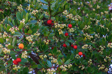 El árbol del madroño con sus frutos y flores