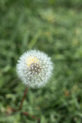 Dandelion over green background
