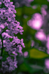 Fototapeta premium pink flowers in the garden