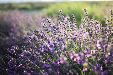 Naklejka premium field of lavender