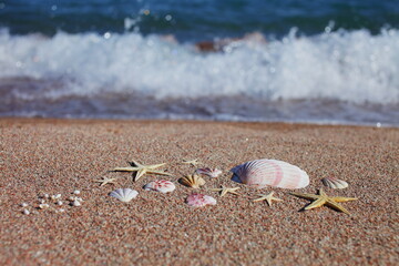 Sea shells and starfish on the beach. Sandy beach with waves. Summer vacation concept. Holidays by the sea