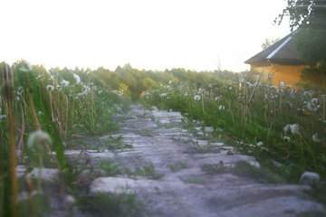 Overgrown with dandelions, the old stony path to the house, in the sunlight, against the background of the forest.
