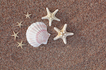 Fototapeta na wymiar Sea shells and starfish on the beach. Sandy beach with waves. Summer vacation concept. Holidays by the sea