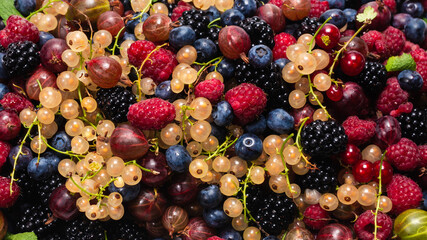 Gooseberries, blueberries, mulberry, raspberries, white and red currants.