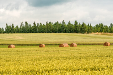 Fototapeta premium Wheat field landscape with few hay bales