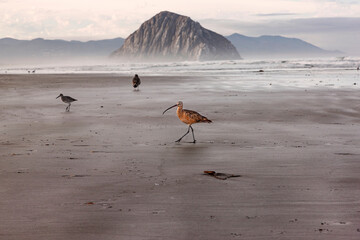 Nordamerikanischer Brachvogel am Strand von Morro Bay mit Morro Rock