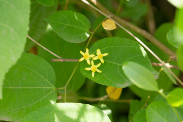 Obraz premium yellow flower on green background
