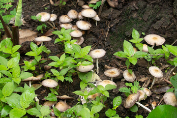 wild mushrooms growing in the forest