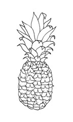 Pineapple outline isolated on white background, hand drawn vector illustration.