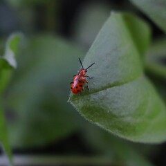 Fototapeta premium ladybird on a leaf