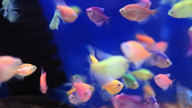 aquarium with lots of small fish. Ternary and Barbus in a dark aquarium. selective focus